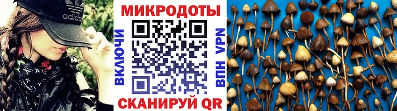 MEGA tor  Рыбное  Псилоцибиновые грибы мицелий 
